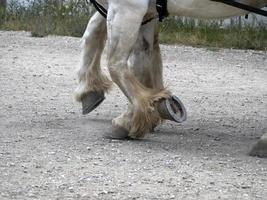 bozza Lavorando cavallo zoccolo vicino su dettaglio foto