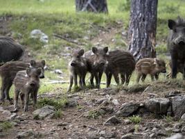 bambino neonato selvaggio cinghiale ritratto nel il foresta nel estate foto