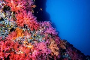 alcionario morbido corallo subacqueo paesaggio colorato Visualizza foto