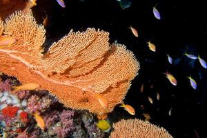 gorgonia morbido corallo nel il nero sfondo foto