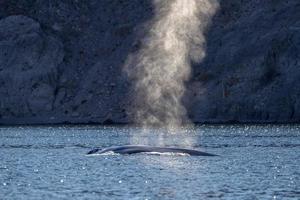 blu balena il maggiore animale nel il mondo nel baja California sur Messico foto