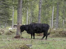 montanaro Scozia peloso mucca yak dettaglio foto