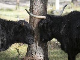 montanaro Scozia peloso mucca yak dettaglio foto