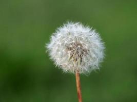 dente di leone fiore isolato su verde foto