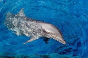 delfino sorridente occhio vicino su ritratto dettaglio foto