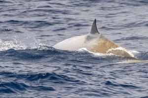 raro cuvier Oca becco balena delfino ziphius cavirostri foto