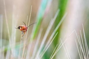 rosso e verde cricket su un' Grano spuntone foto