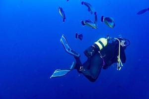 chirurgo pesce mentre autorespiratore immersione nel Maldive foto