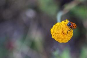 rosso e verde cricket su giallo margherita fiore foto