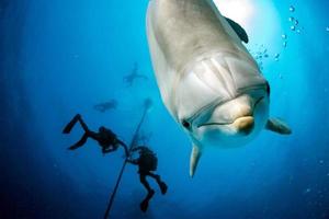 delfino fotobomba vicino su ritratto subacqueo mentre guardare a voi foto