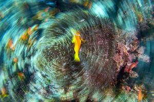 torcere mossa effetto clown pesce dentro rosso anemone nel malva foto