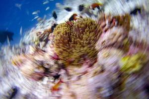 torcere mossa effetto clown pesce dentro rosso anemone nel malva foto