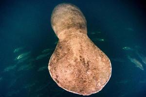 Florida lamantino vicino su ritratto si avvicina snorkeling foto