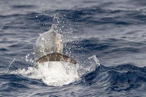 a strisce delfino mentre salto nel il in profondità blu mare foto