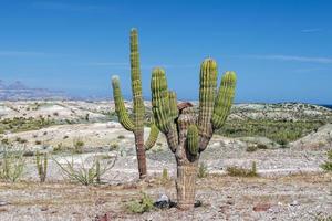 California gigante deserto cactus vicino su foto