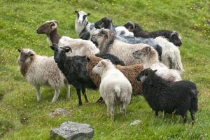 montone pecora gregge su il verde erba sfondo foto