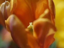 tulipano fiore isolato su nero foto