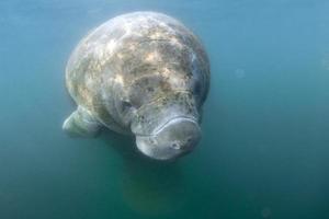 Florida lamantino vicino su ritratto si avvicina snorkeling foto