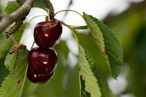 rosso ciliegie frutta maturo su un' albero con ape foto