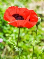 rosso papavero fiore vicino su su prato nel estate foto