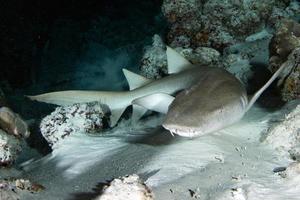 infermiera squalo vicino su su nero a notte foto