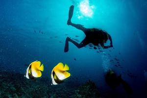 farfalla pesce mentre autorespiratore immersione nel Maldive foto
