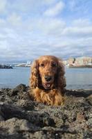 contento cane cocker spaniel su il spiaggia foto