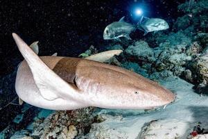 infermiera squalo vicino su su nero a notte foto