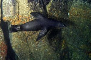 mare Leone foca subacqueo mentre immersione galapagos foto