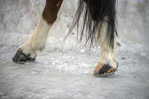 cavallo zoccolo su neve dettaglio foto