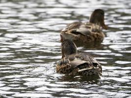 selvaggio anatra nel il lago foto