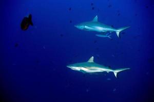 Maldive grigio squalo pronto per attacco subacqueo foto