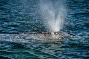 grigio balena naso in viaggio Pacifico oceano foto