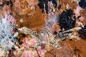 scorpione Leone pesce ritratto mentre immersione Indonesia foto