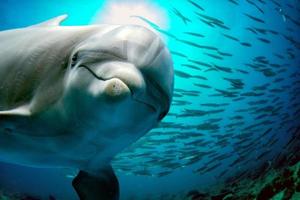 delfino subacqueo su scogliera vicino su Guarda foto
