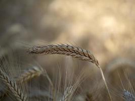 maturo Grano spuntone pronto per raccogliere dettaglio macro foto