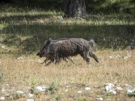 bambino neonato selvaggio cinghiale ritratto nel il foresta nel estate foto