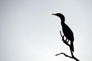 cormorano silhouette nel baja California Messico foto