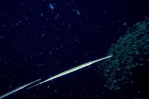 flauto tromba pesce mentre immersione Indonesia dettaglio foto