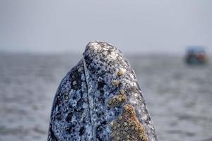 grigio balena spiare Hopping vicino osservazione delle balene barca nel magdalena baia baja California foto