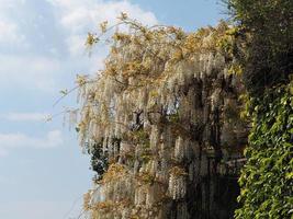 bianca glicine sospeso a partire dal pergola foto