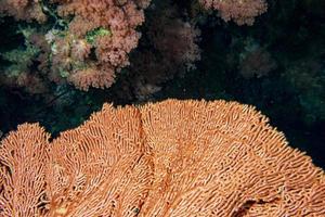 grande gorgonia immersione Indonesia foto
