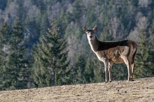 femmina rosso cervo ritratto guardare a voi foto