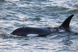 orca uccisore balena nel mediterraneo mare foto