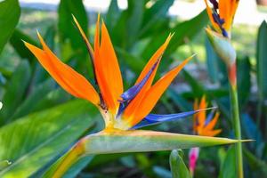 strelitzia uccello di Paradiso fiore foto