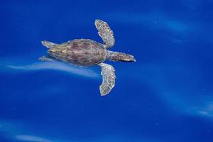 bambino neonato caretta tartaruga vicino mare superficie per respirazione foto