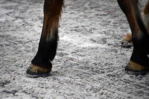 cavallo zoccolo su neve dettaglio foto