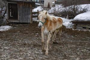 neve cavallo naso vicino su foto