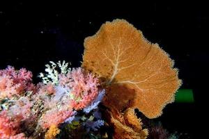 gorgonia morbido corallo nel il nero sfondo foto