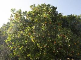 fragola frutta albero nel liguria, Italia foto